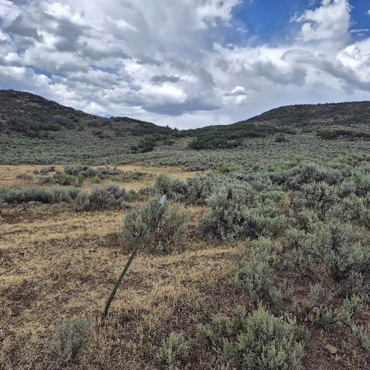 35 Acres Borders Public Land near Collbran, CO