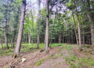 80± Acre Hunting Retreat for Sale in Butternut, WI