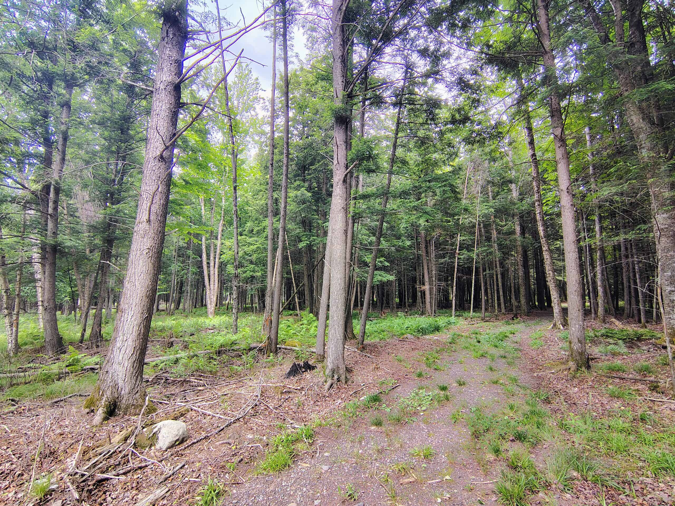 80± Acre Hunting Retreat for Sale in Butternut, WI