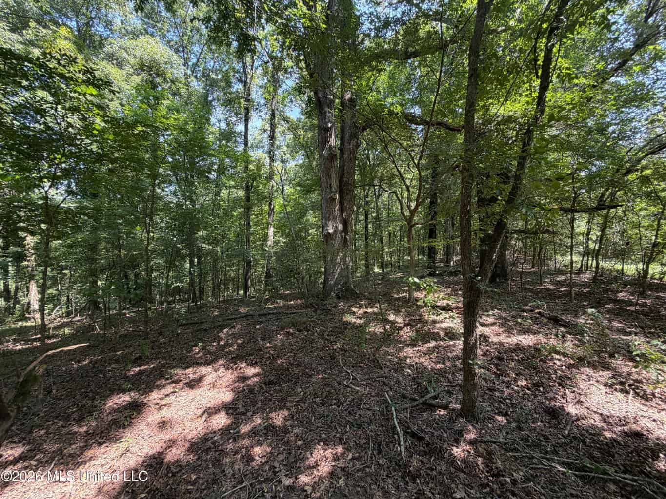81-Acre Timber Property on 20-Acre Lake in Vaughan, MS