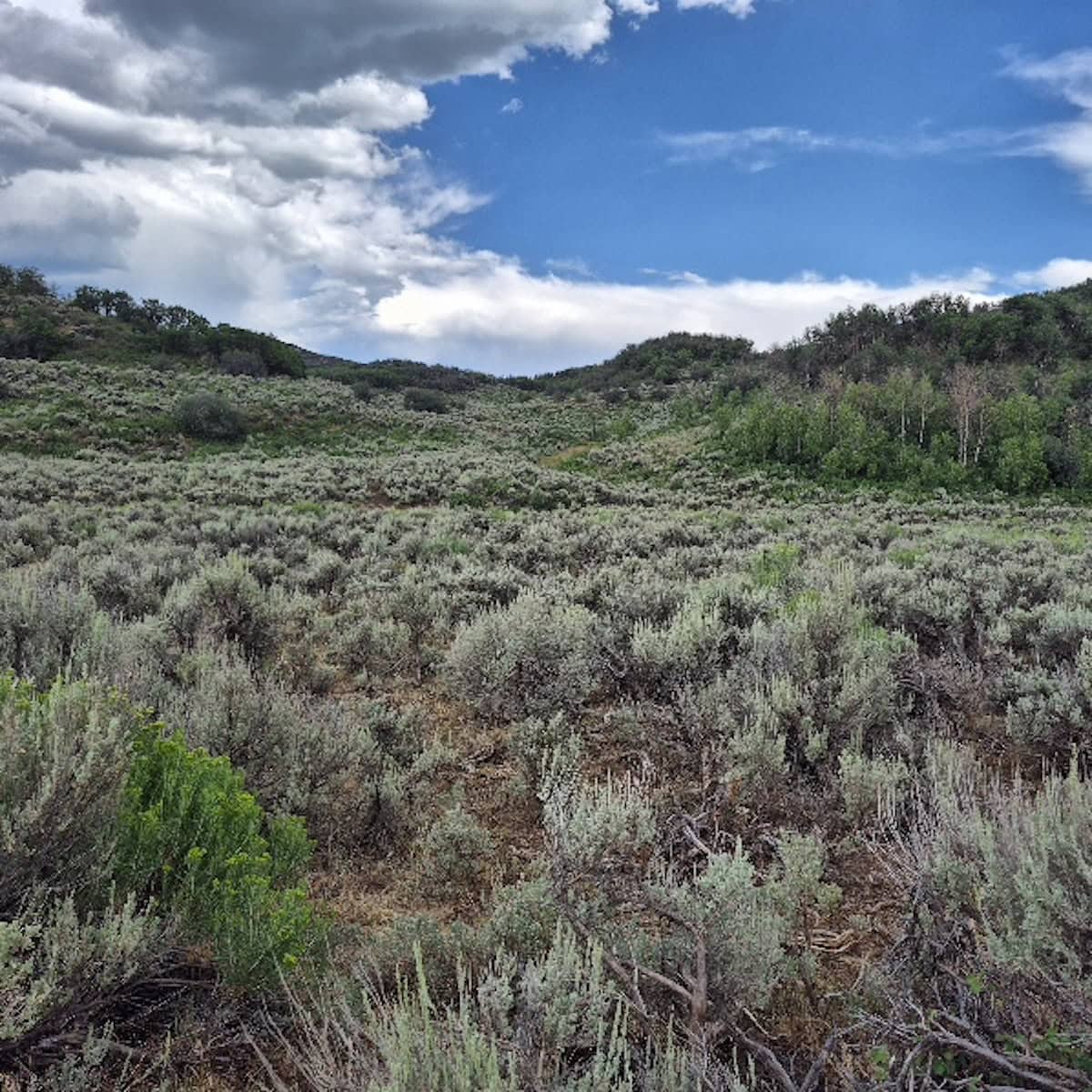 35 Acres Borders Public Land near Collbran, CO