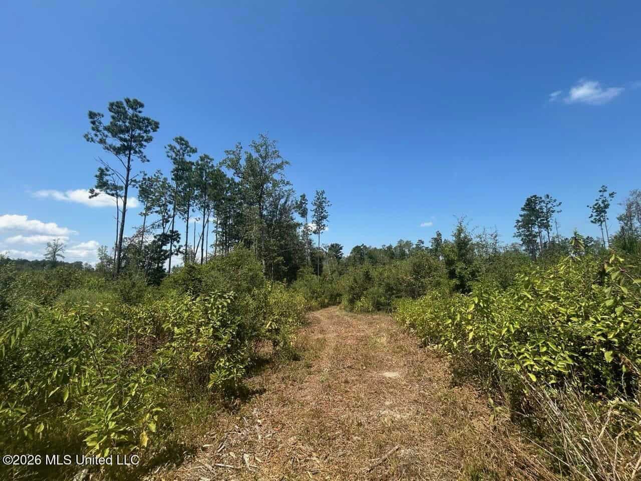 147± Acre Hunting Property in Plainview, LA