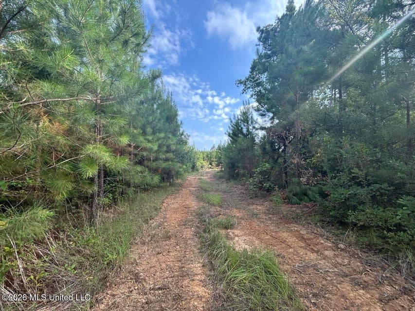 90± Acre Hunting Tract for Sale in Meadville, MS