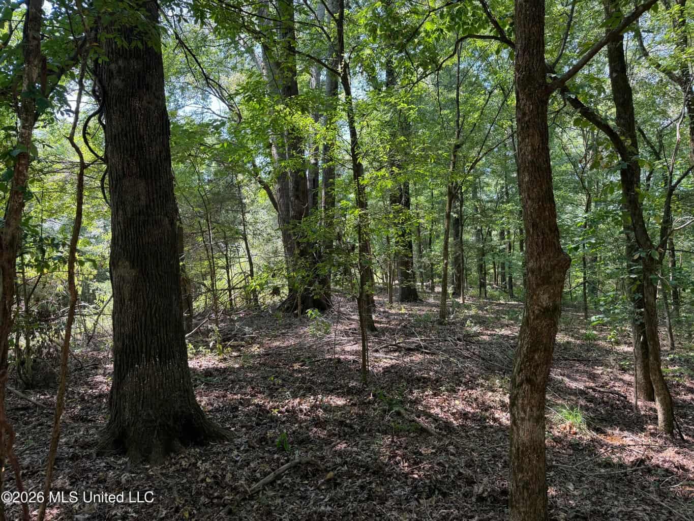 81-Acre Timber Property on 20-Acre Lake in Vaughan, MS