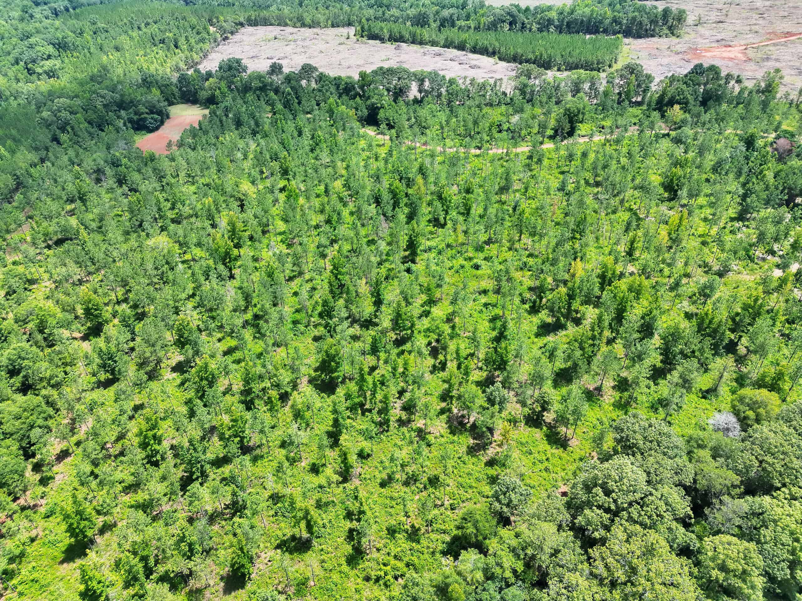 Discover an outstanding 130-acre recreational and hunting property in Stewart Cty