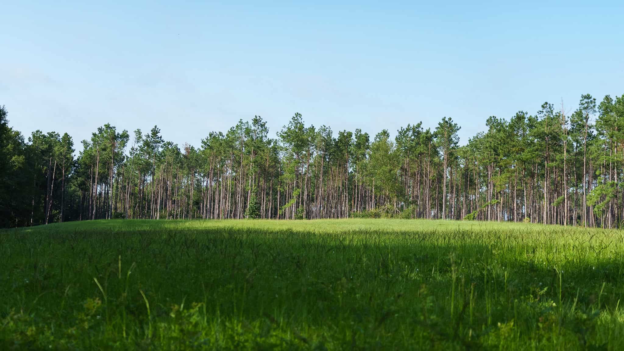 East TX Hunting Land for Sale | 327 Acres | River & Duck Slough | Laneville TX