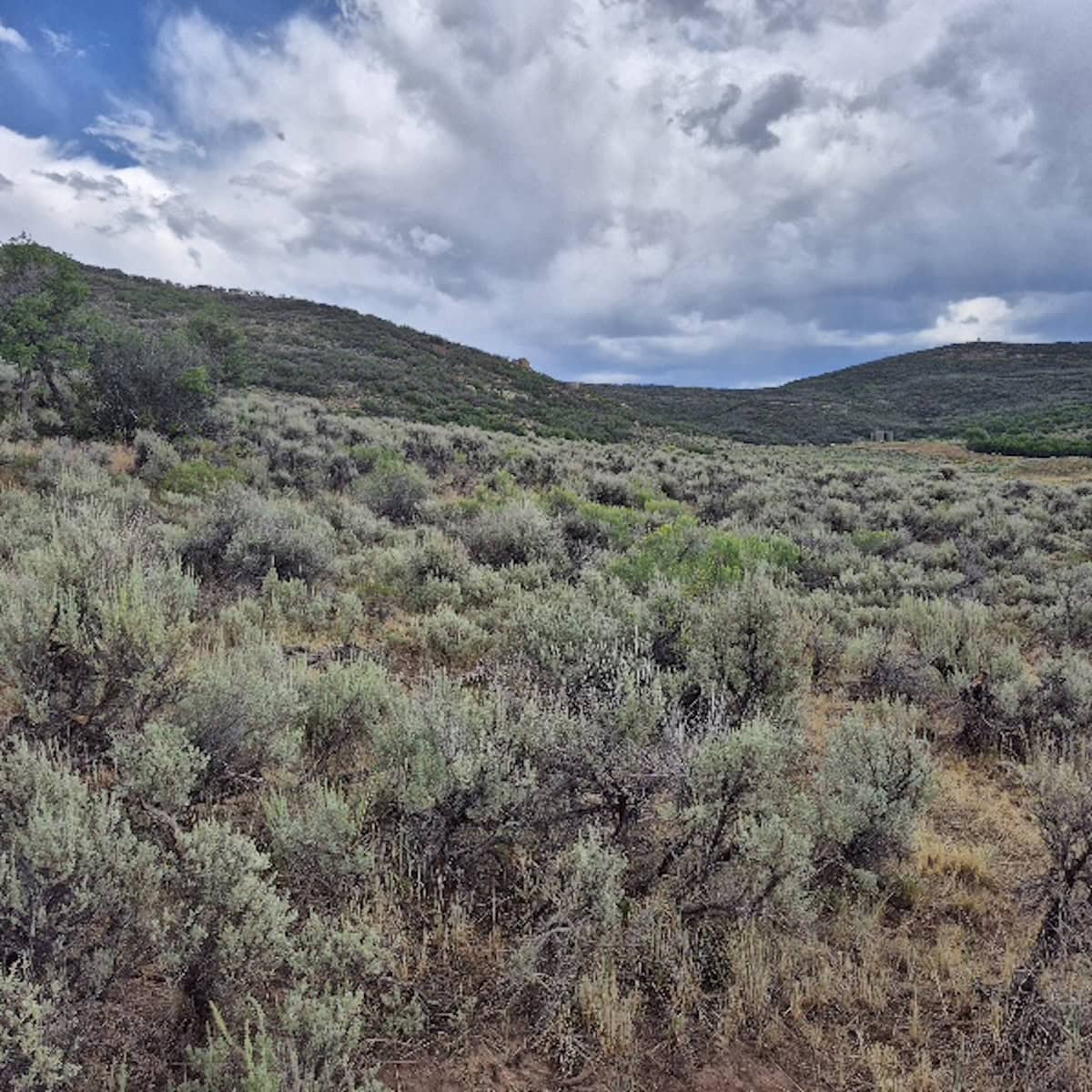 35 Acres Borders Public Land near Collbran, CO