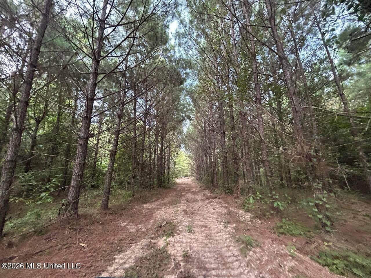 82± Acre Hunting Tract in Meadville, MS