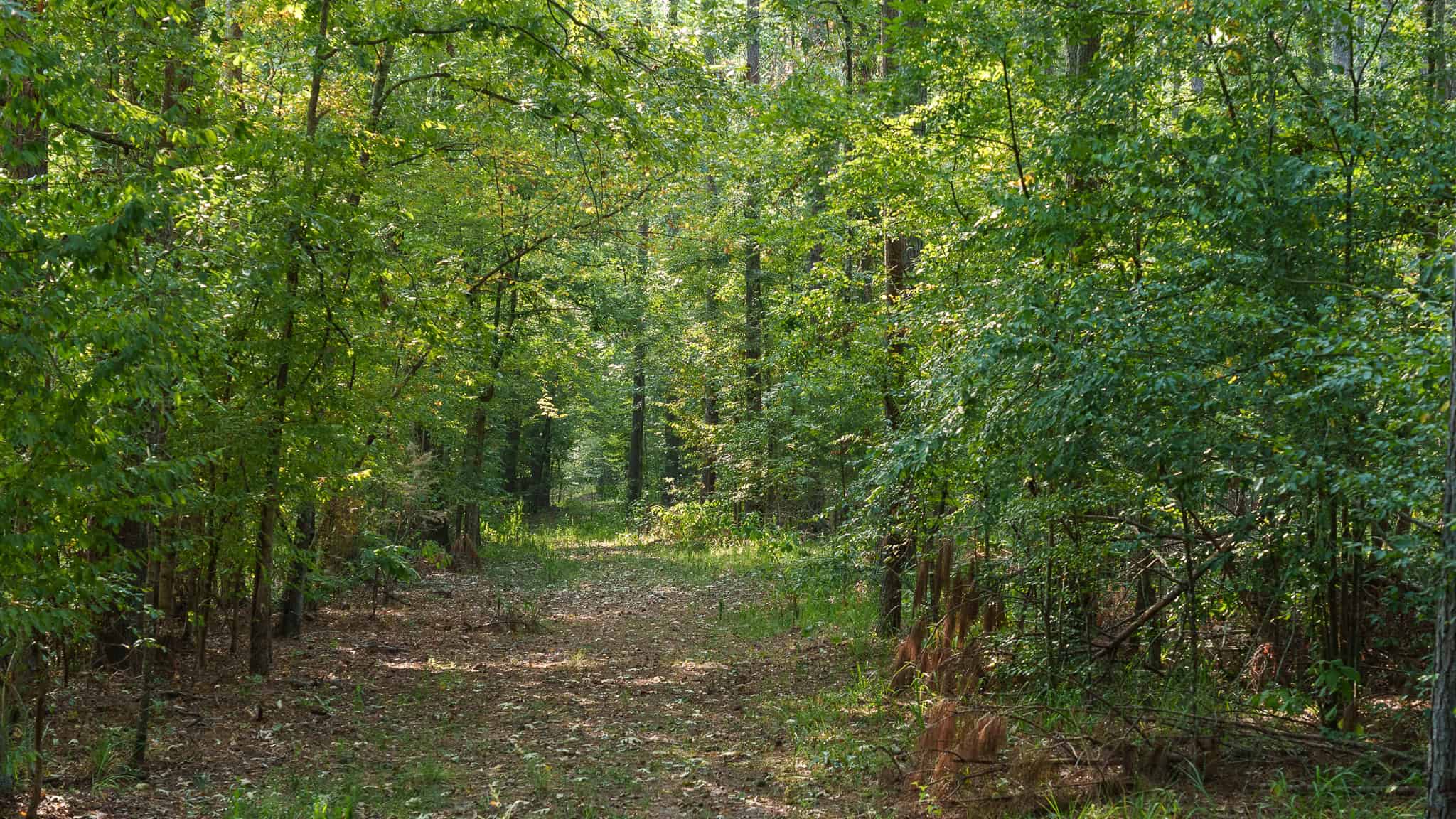 East TX Hunting Land for Sale | 327 Acres | River & Duck Slough | Laneville TX
