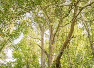HWY 49 Land for Sale Simpson County, MS