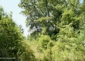 31 Acres for Sale Near Collins MS | Mature Timber & Hunting