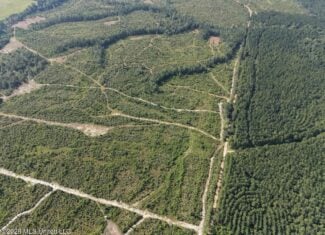 50± Acre Homesite & Hunting Land in Plainview, LA