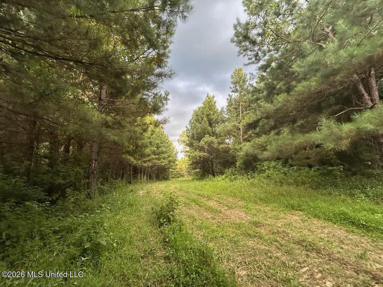82± Acre Hunting Tract in Meadville, MS