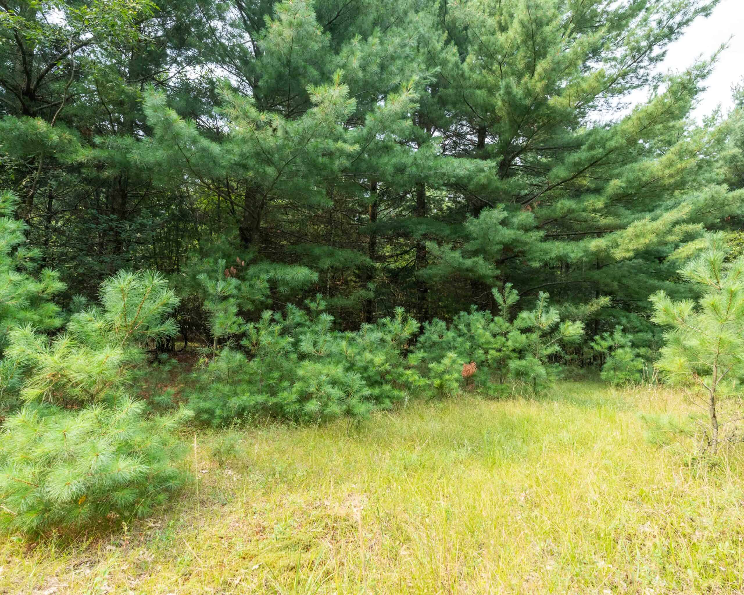 Rare opportunity to own 17.54 wooded acres within the City of Adams