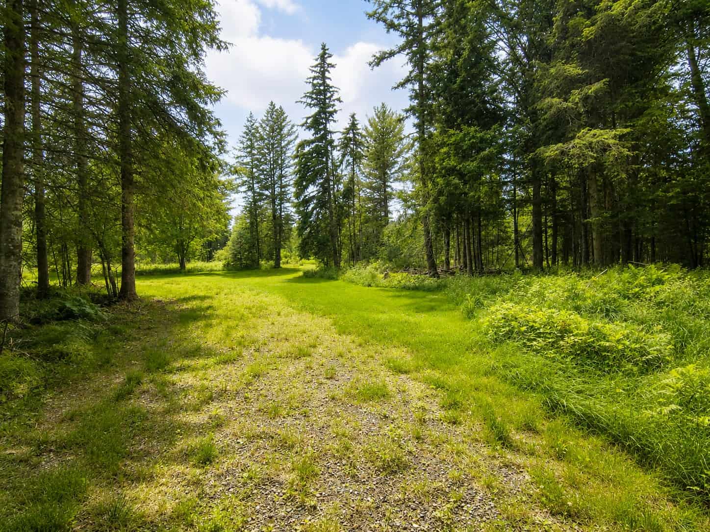 80± Acre Hunting Retreat for Sale in Butternut, WI