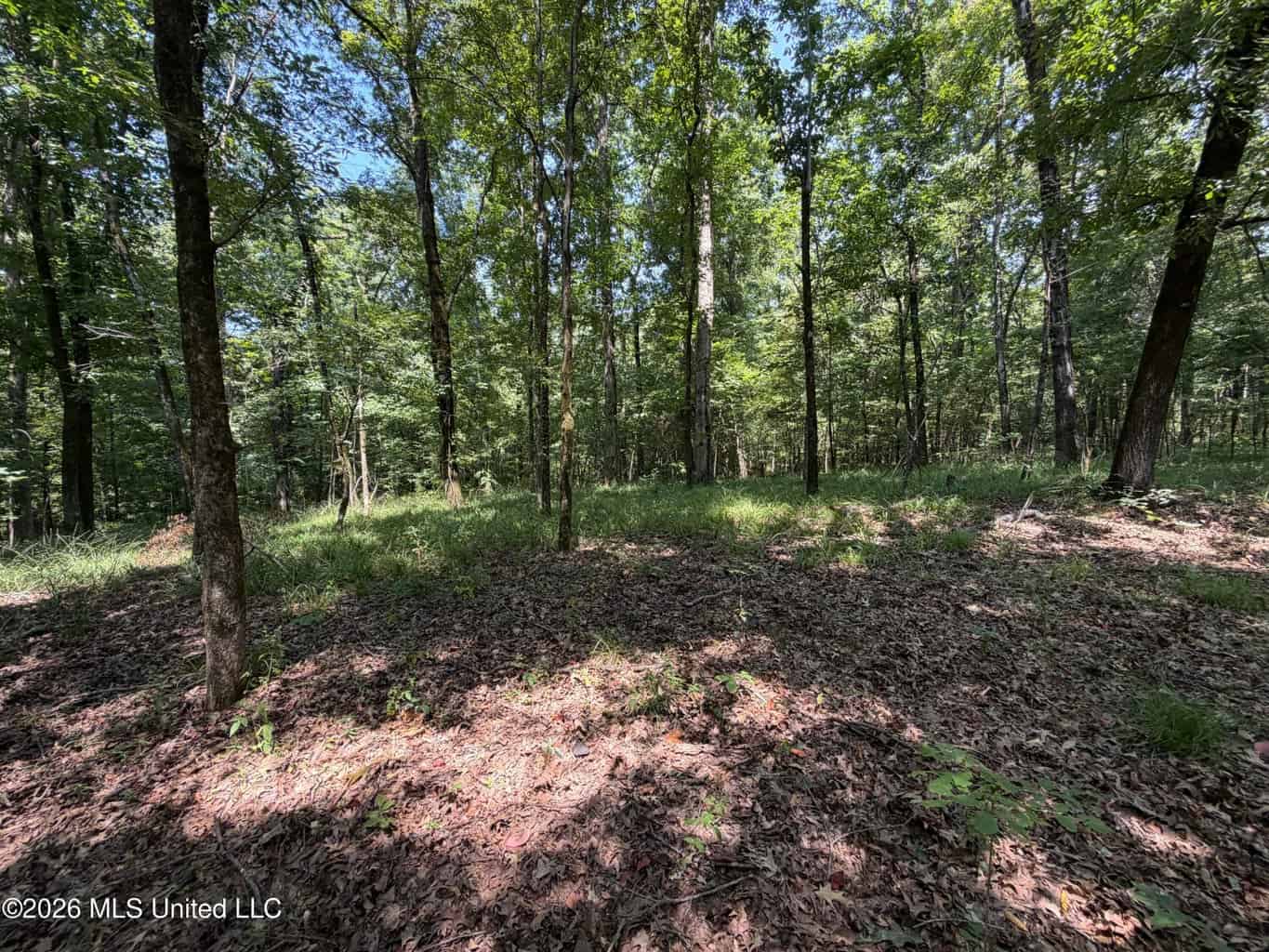 81-Acre Timber Property on 20-Acre Lake in Vaughan, MS
