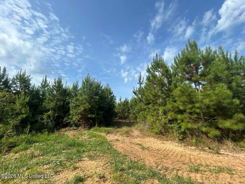 90± Acre Hunting Tract for Sale in Meadville, MS