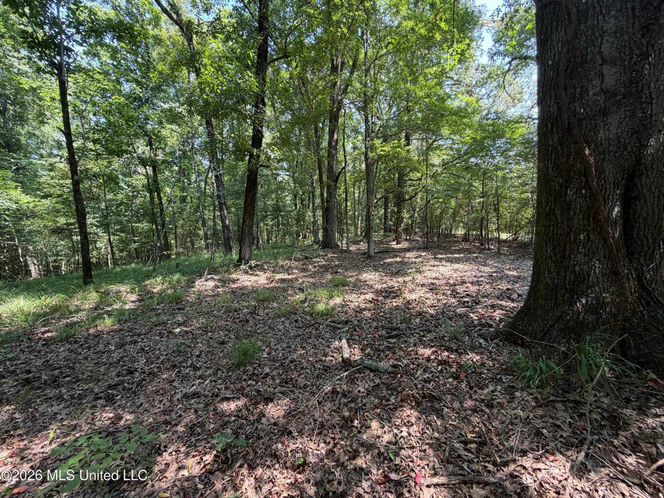 81-Acre Timber Property on 20-Acre Lake in Vaughan, MS