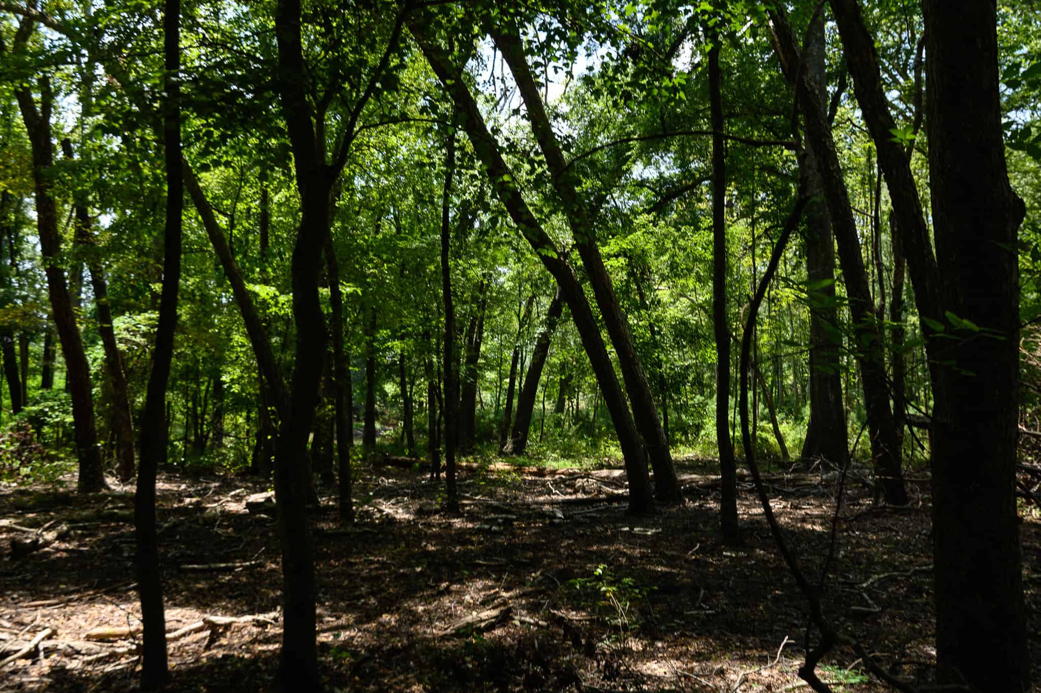 East Texas Recreational Ranch near Bullard TX 47 ± Acres