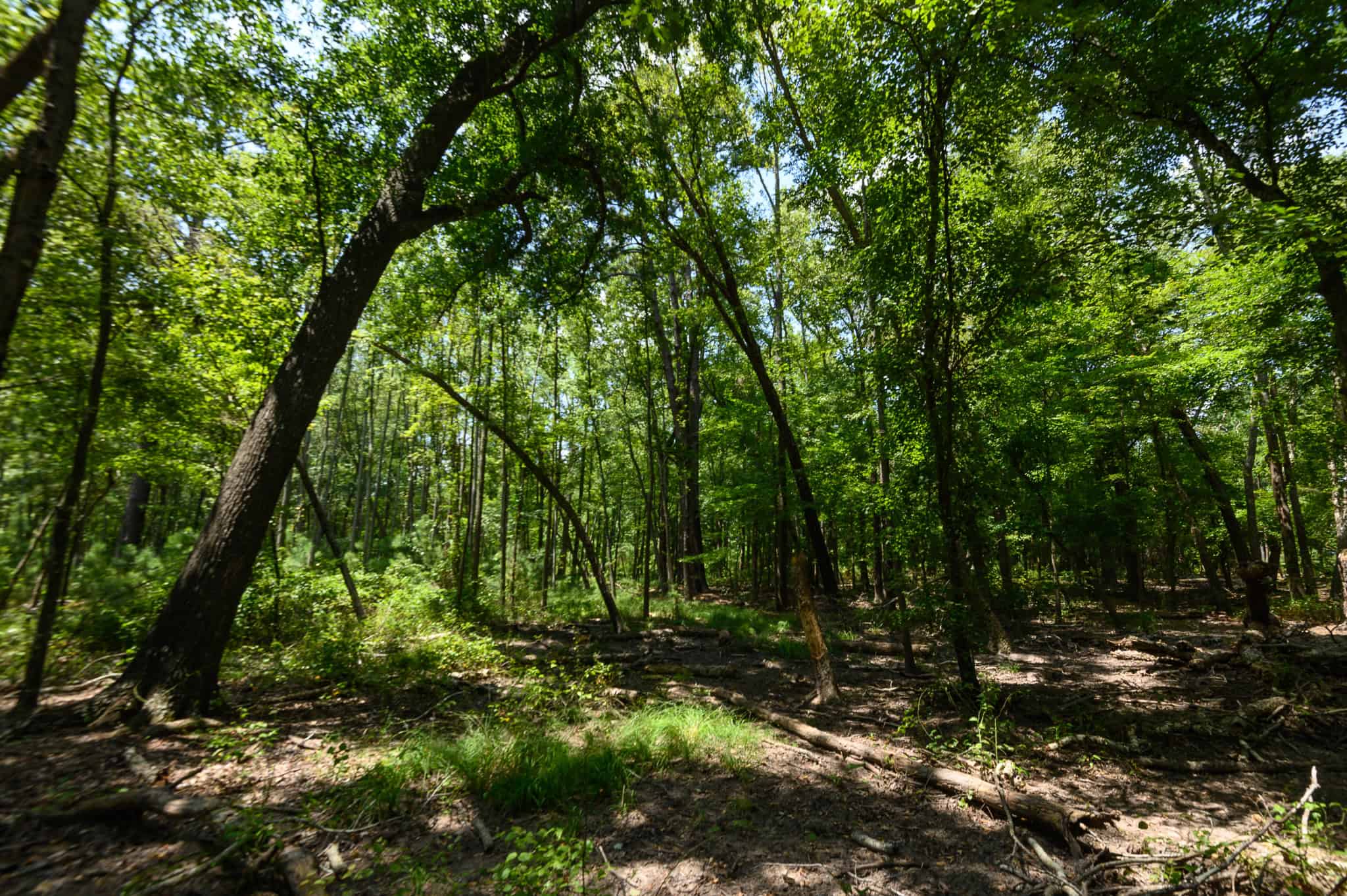 East Texas Recreational Ranch near Bullard TX 47 ± Acres