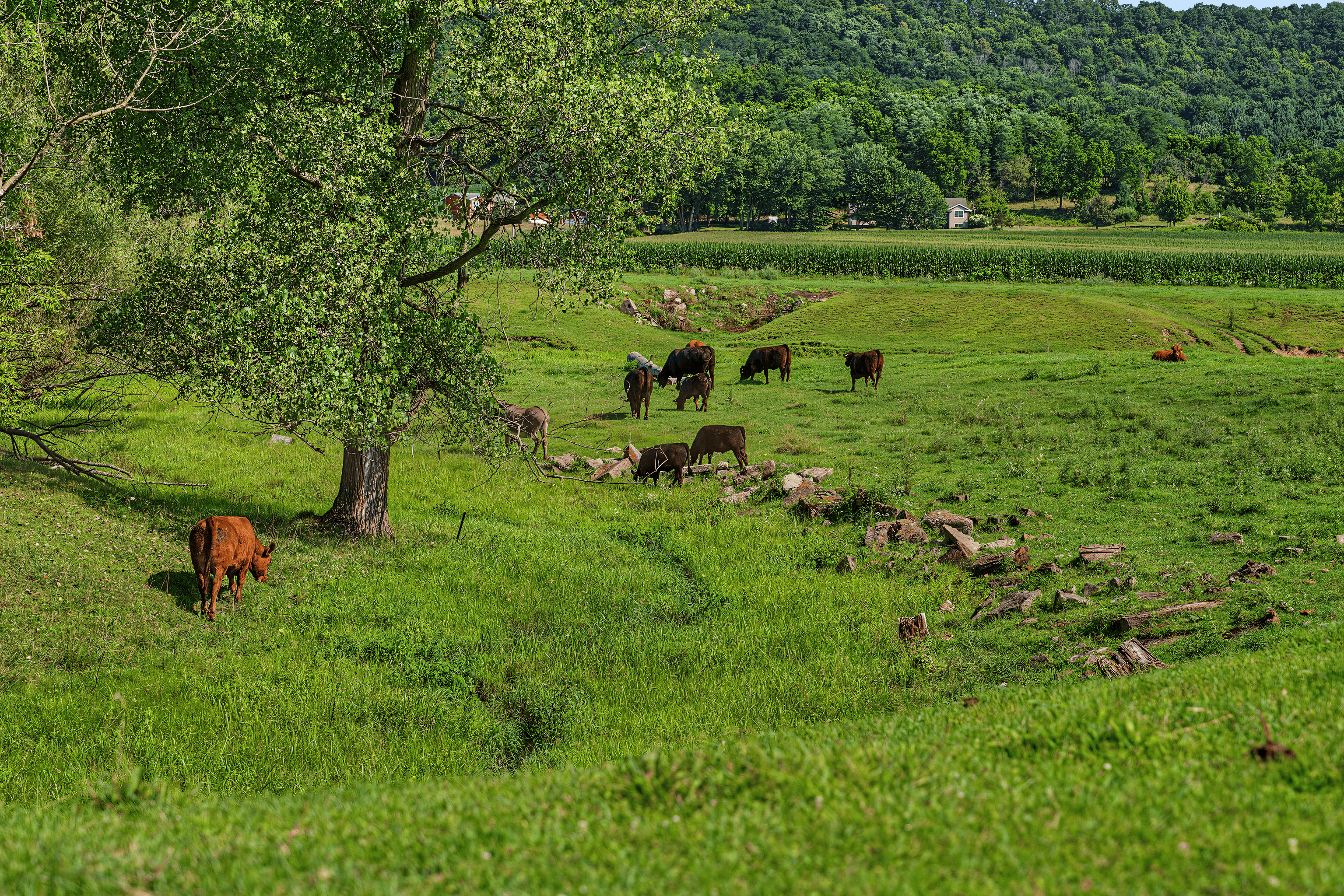 76-ACRE DRIFTLESS AREA FARM & COUNTRY ESTATE LA CROSSE COUNTY, WISCONSIN