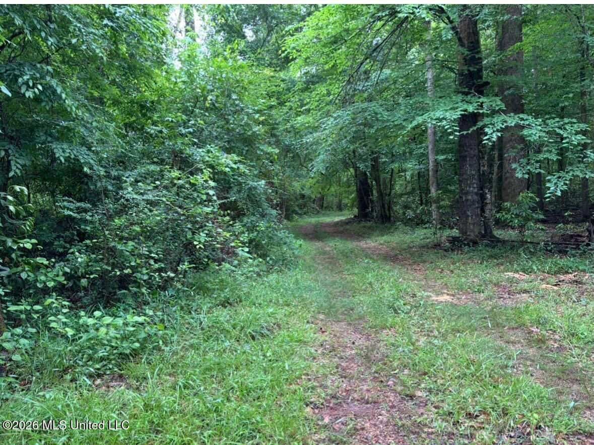 150 Acres for Sale in Magnolia MS on Tangipahoa River