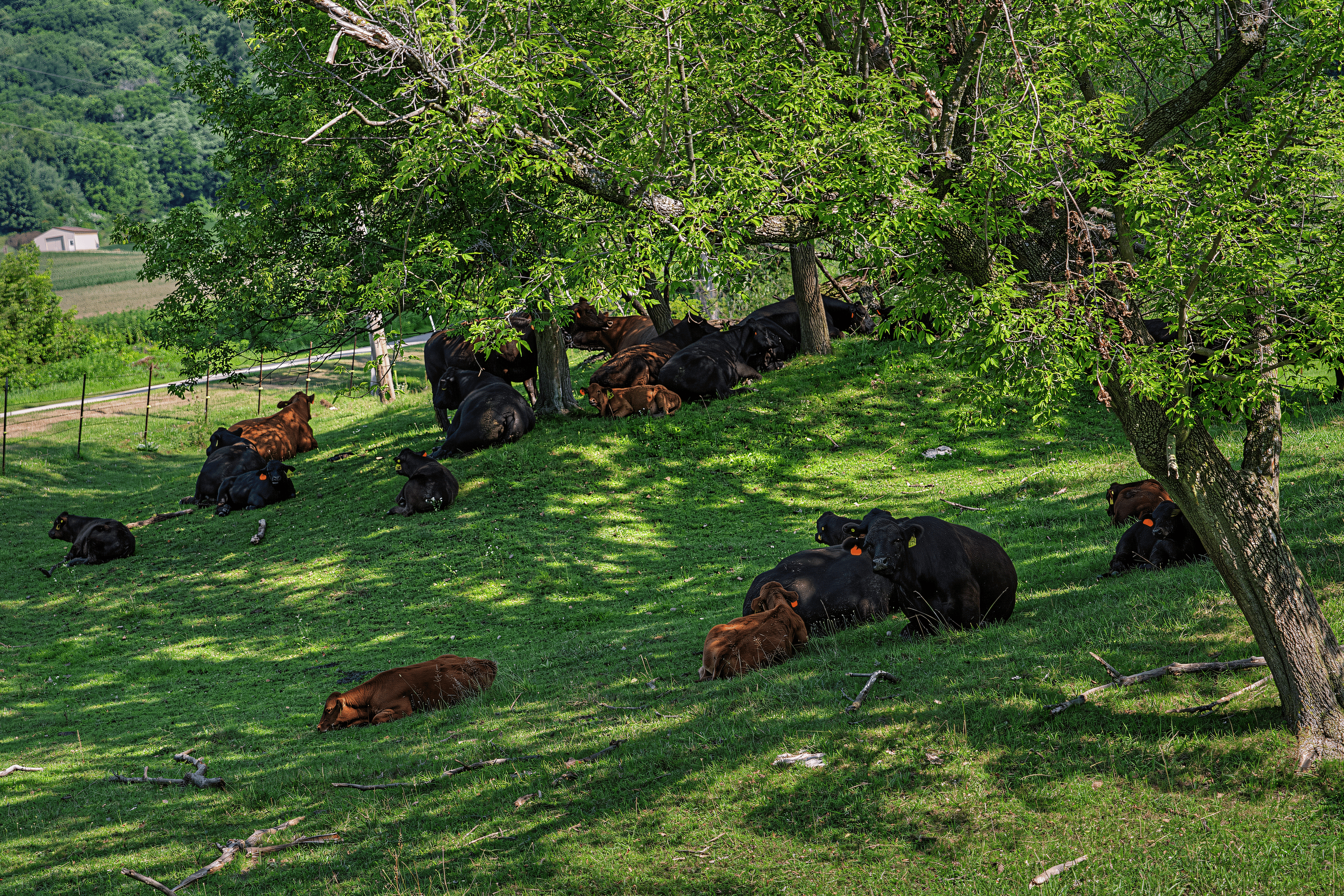 76-ACRE DRIFTLESS AREA FARM & COUNTRY ESTATE LA CROSSE COUNTY, WISCONSIN