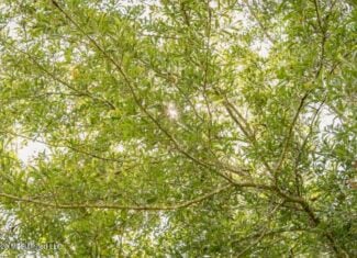 HWY 49 Land for Sale Simpson County, MS