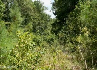 31 Acres for Sale Near Collins MS | Mature Timber & Hunting