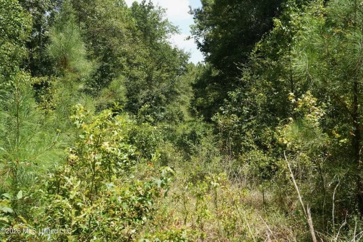 31 Acres for Sale Near Collins MS | Mature Timber & Hunting