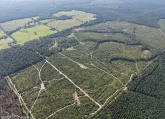 50± Acre Homesite & Hunting Land in Plainview, LA