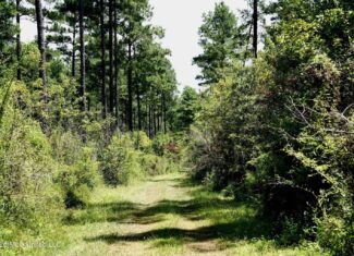 150 Acres for Sale in Magnolia MS on Tangipahoa River