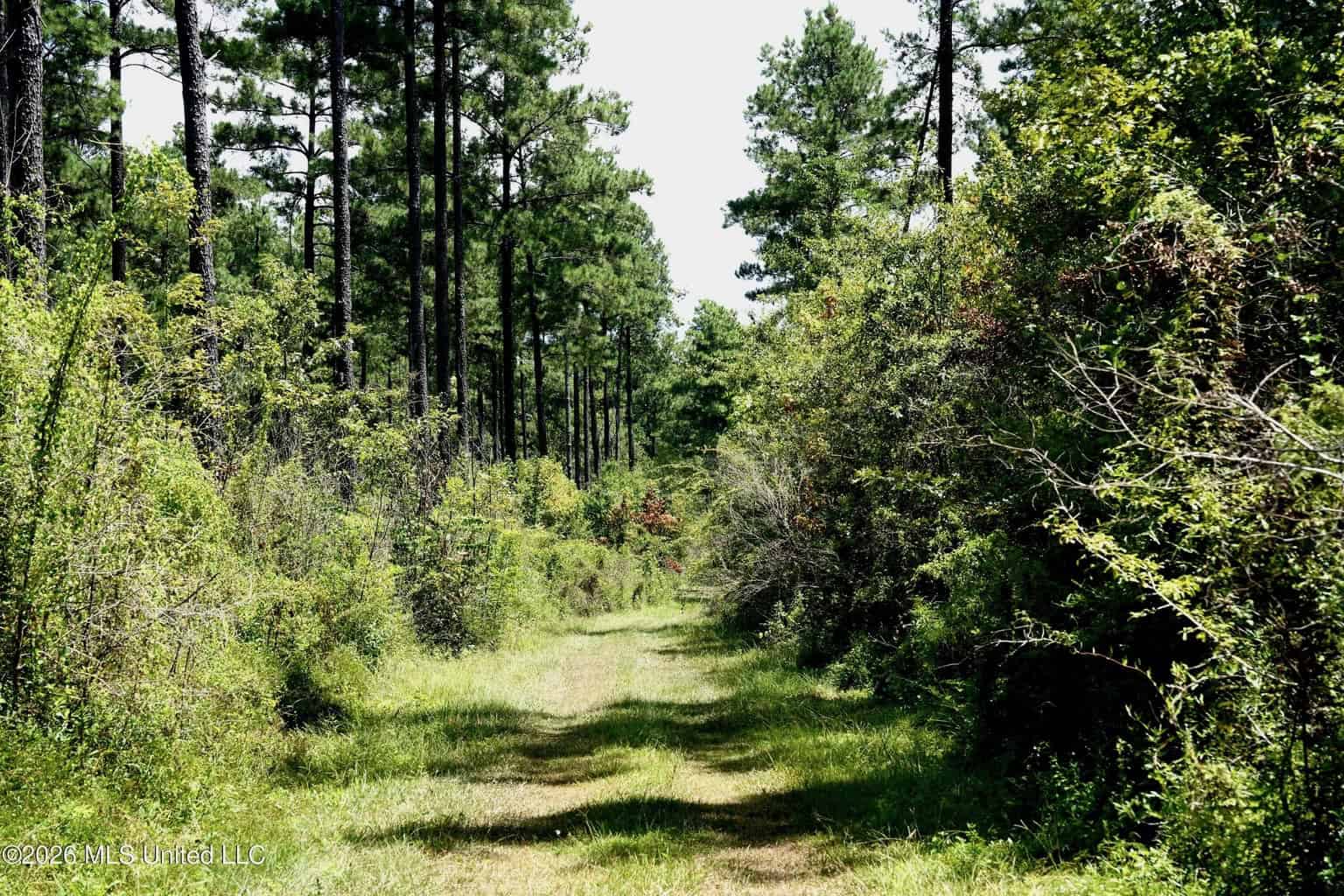 150 Acres for Sale in Magnolia MS on Tangipahoa River