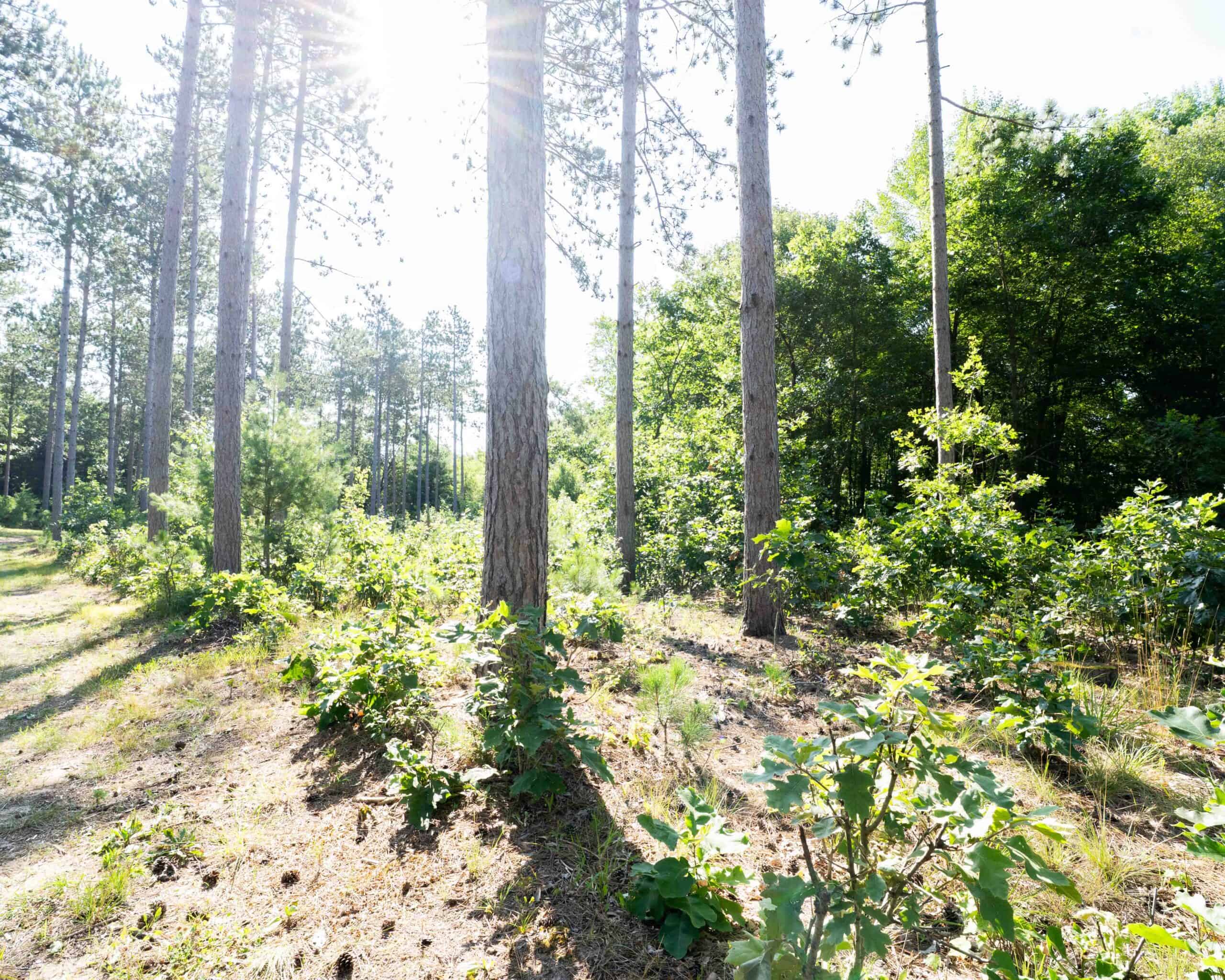 150+/- Acre Juneau County Hunting & Recreational Estate Home, Pond & Outdoor Retreat