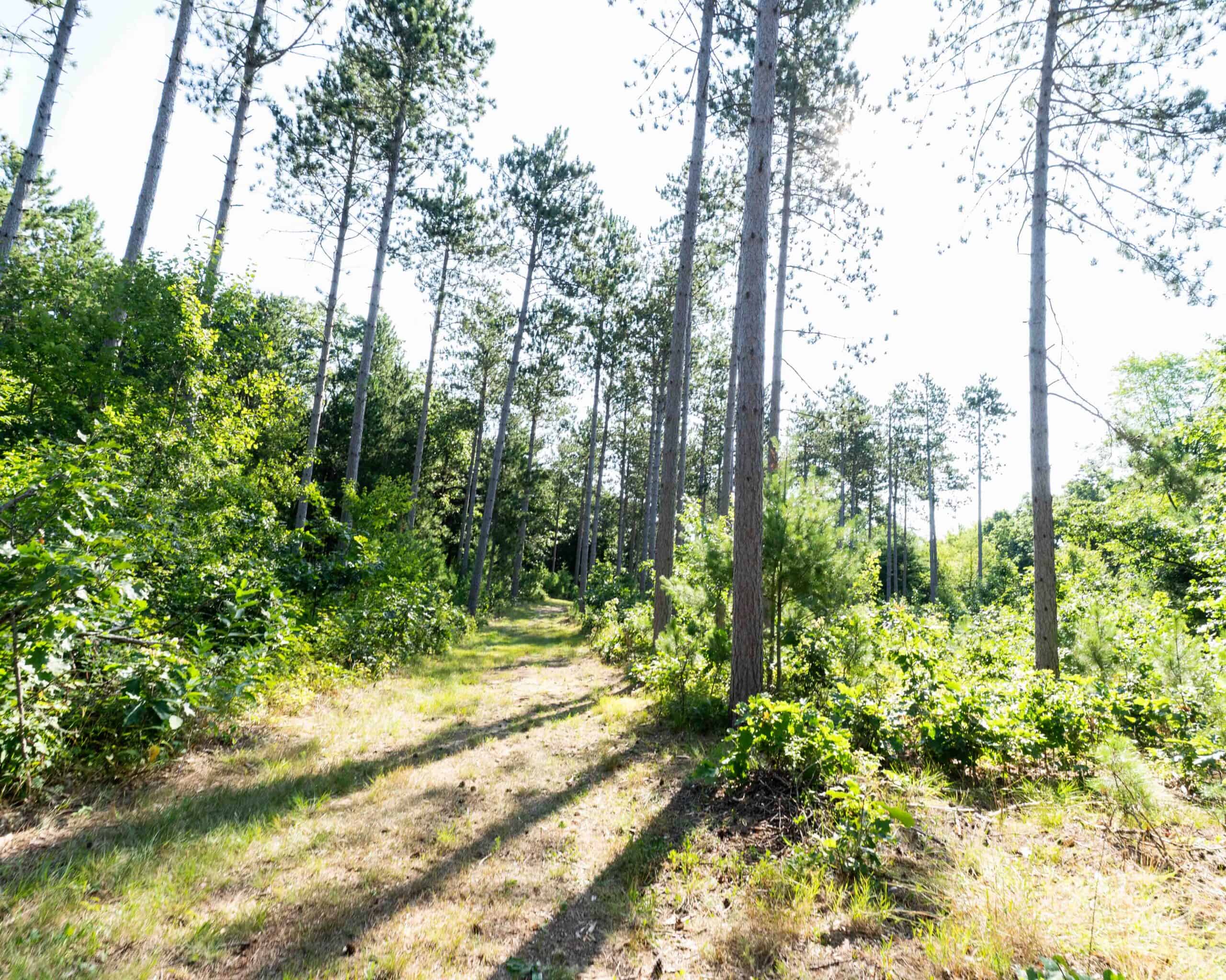 150+/- Acre Juneau County Hunting & Recreational Estate Home, Pond & Outdoor Retreat