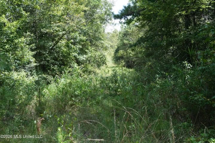 31 Acres for Sale Near Collins MS | Mature Timber & Hunting