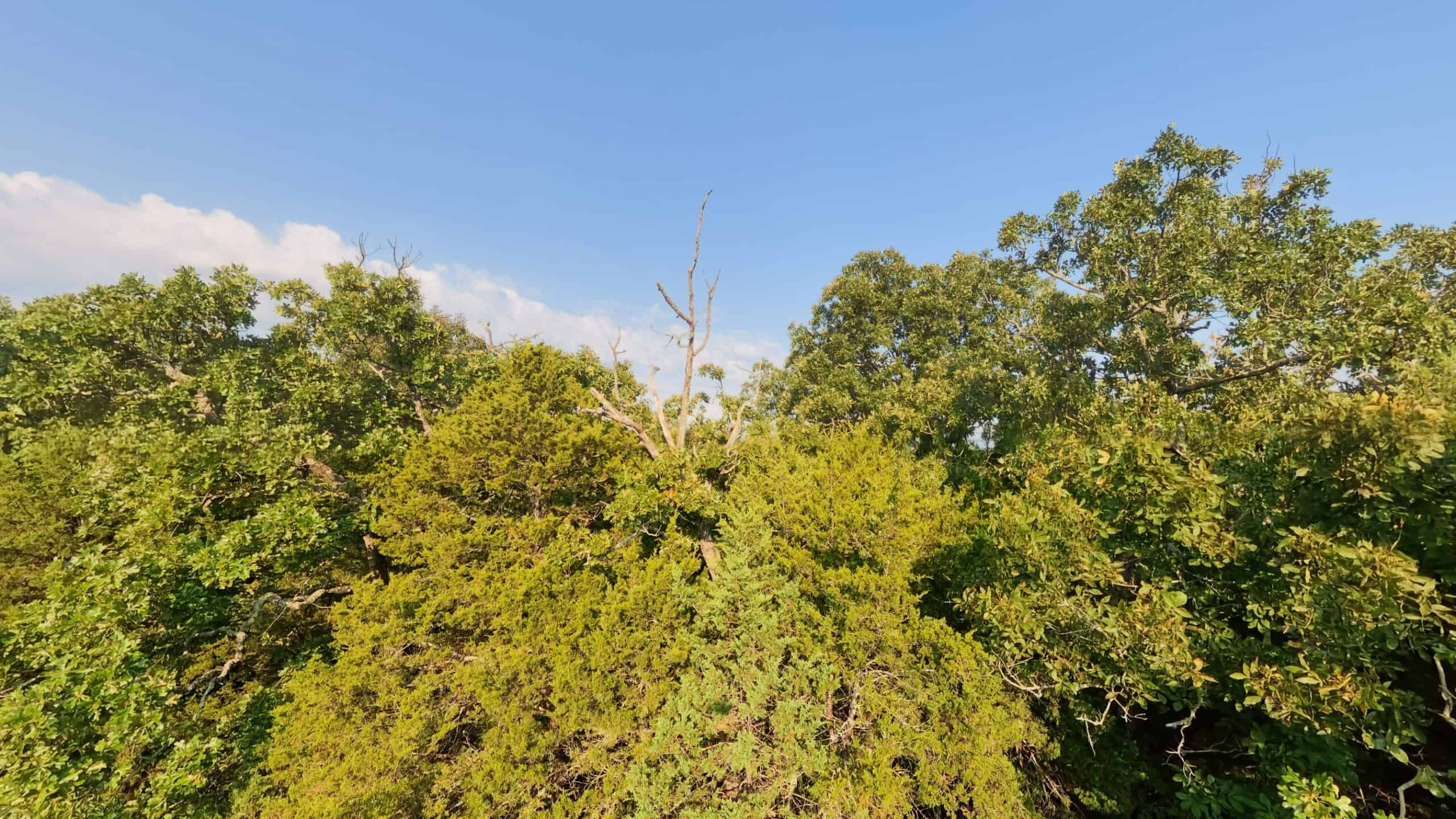 Hunting Land Near Bull Shoals Lake