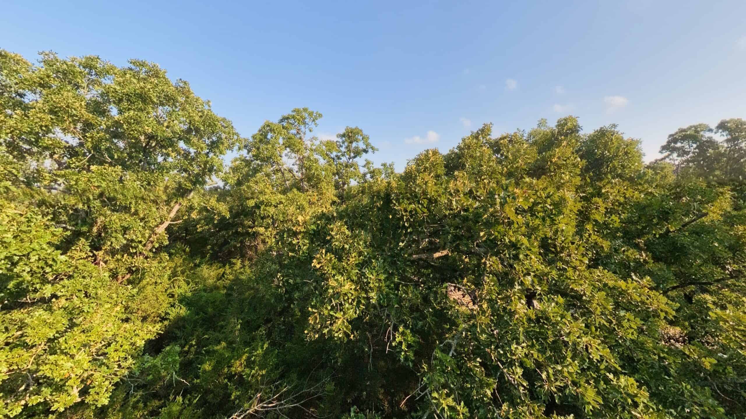 Hunting Land Near Bull Shoals Lake