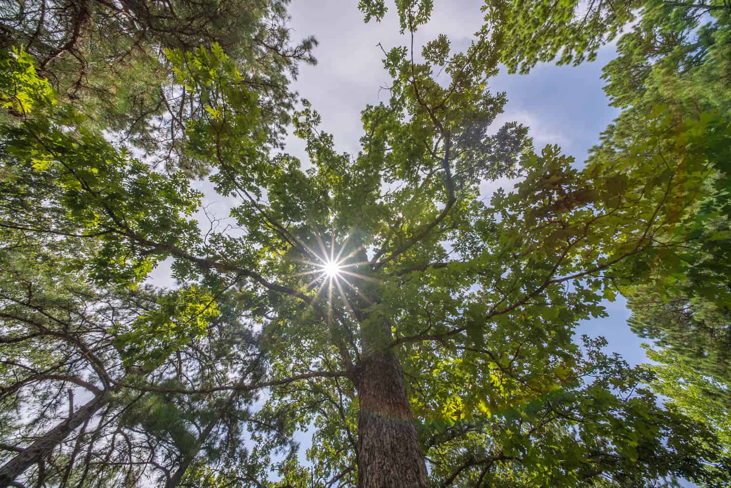 Hunting Land Near Bull Shoals Lake