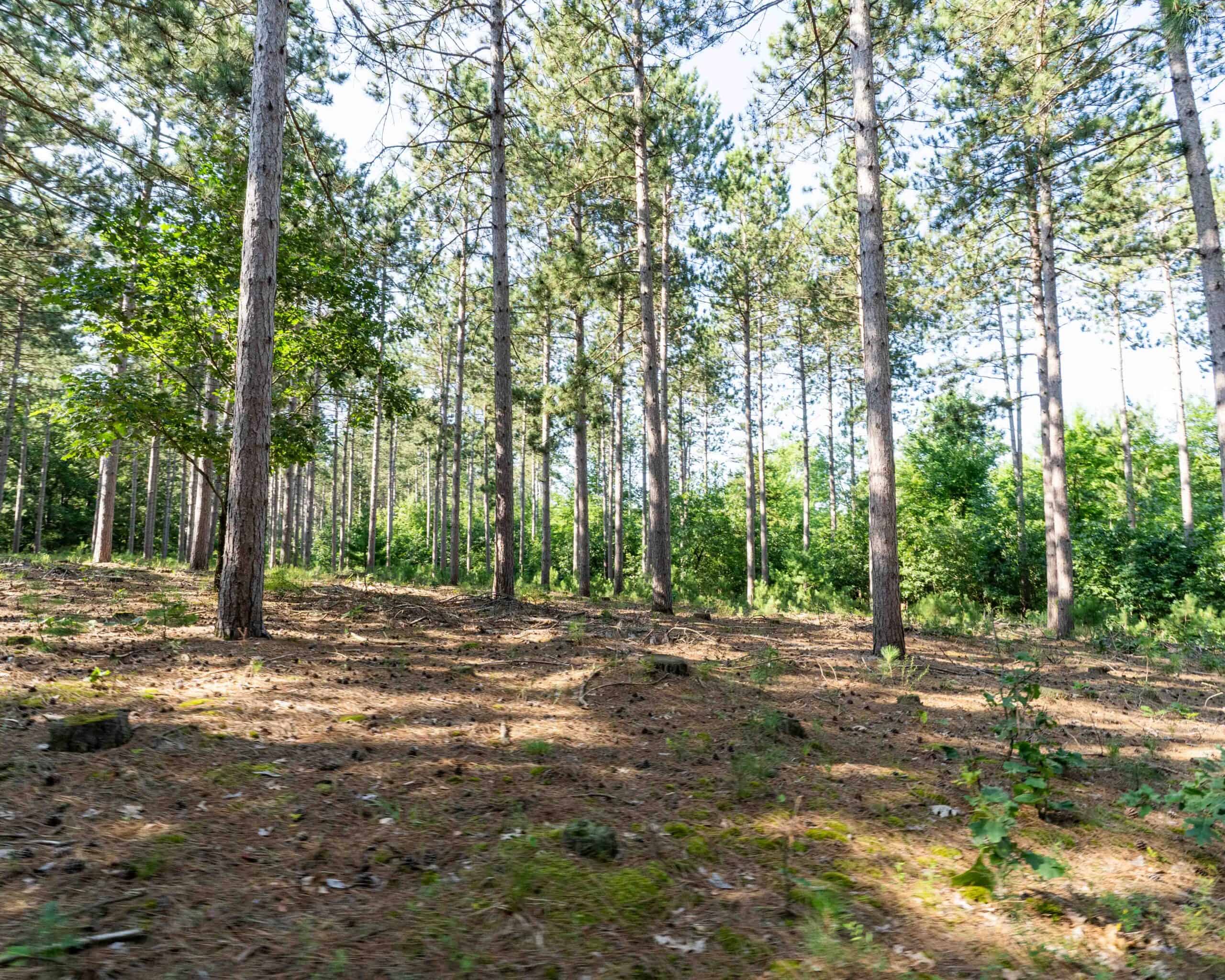 150+/- Acre Juneau County Hunting & Recreational Estate Home, Pond & Outdoor Retreat