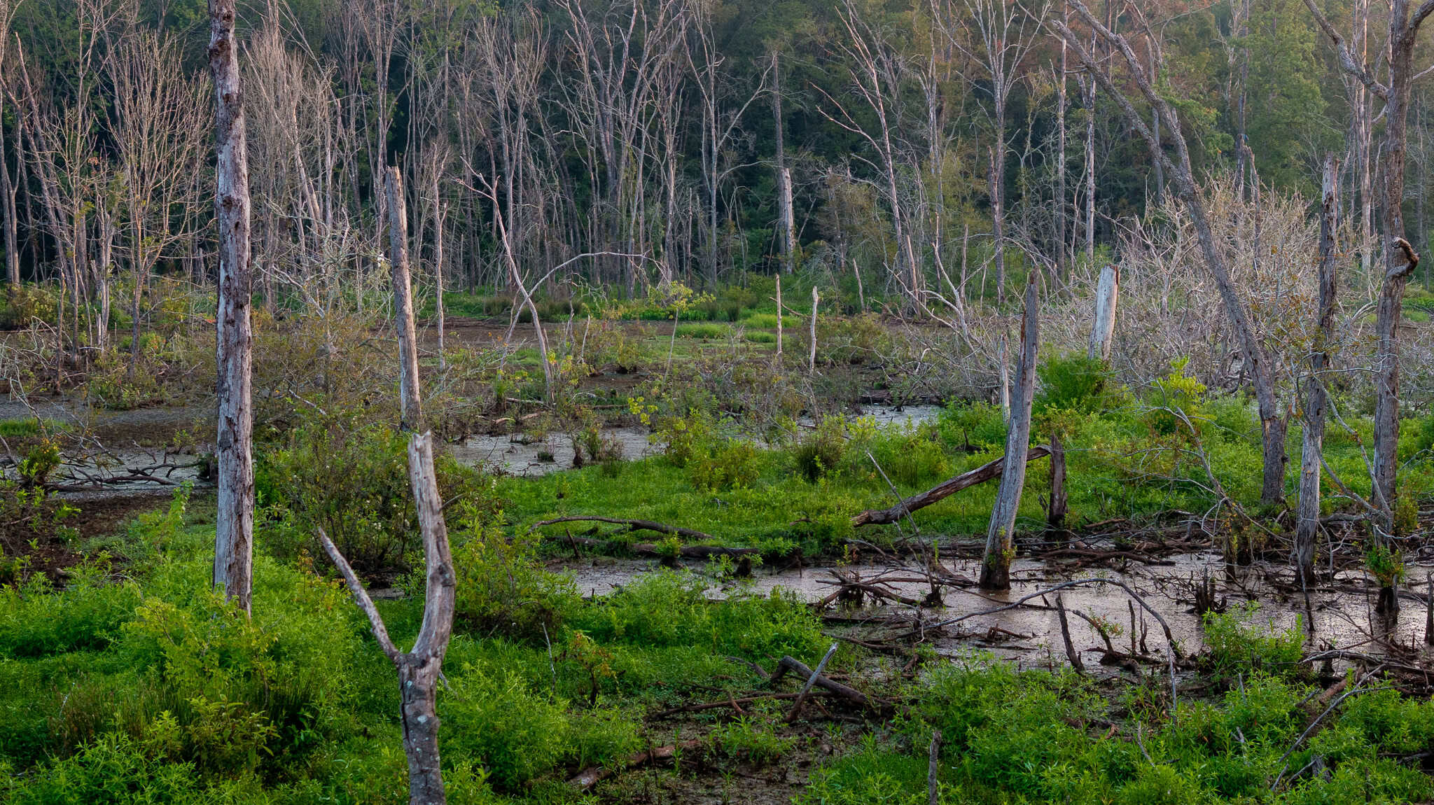East TX Hunting Land for Sale | 327 Acres | River & Duck Slough | Laneville TX