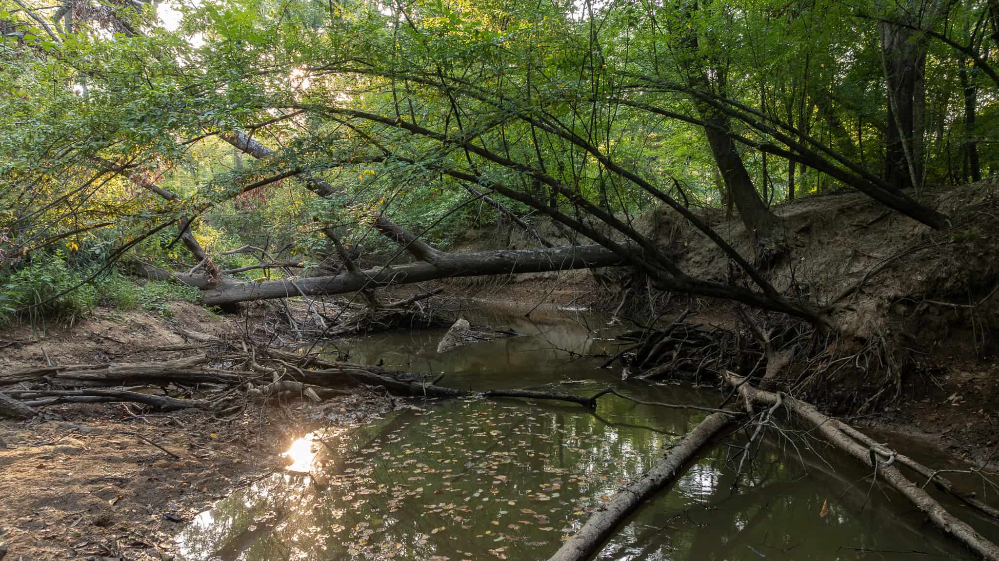 East TX Hunting Land for Sale | 327 Acres | River & Duck Slough | Laneville TX