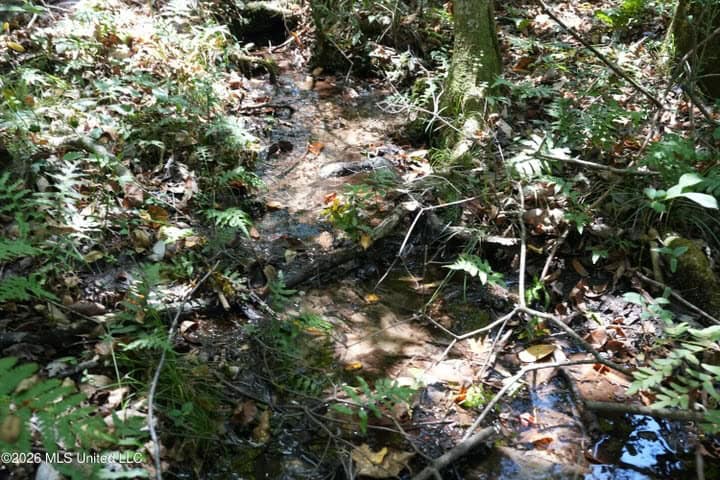 31 Acres for Sale Near Collins MS | Mature Timber & Hunting
