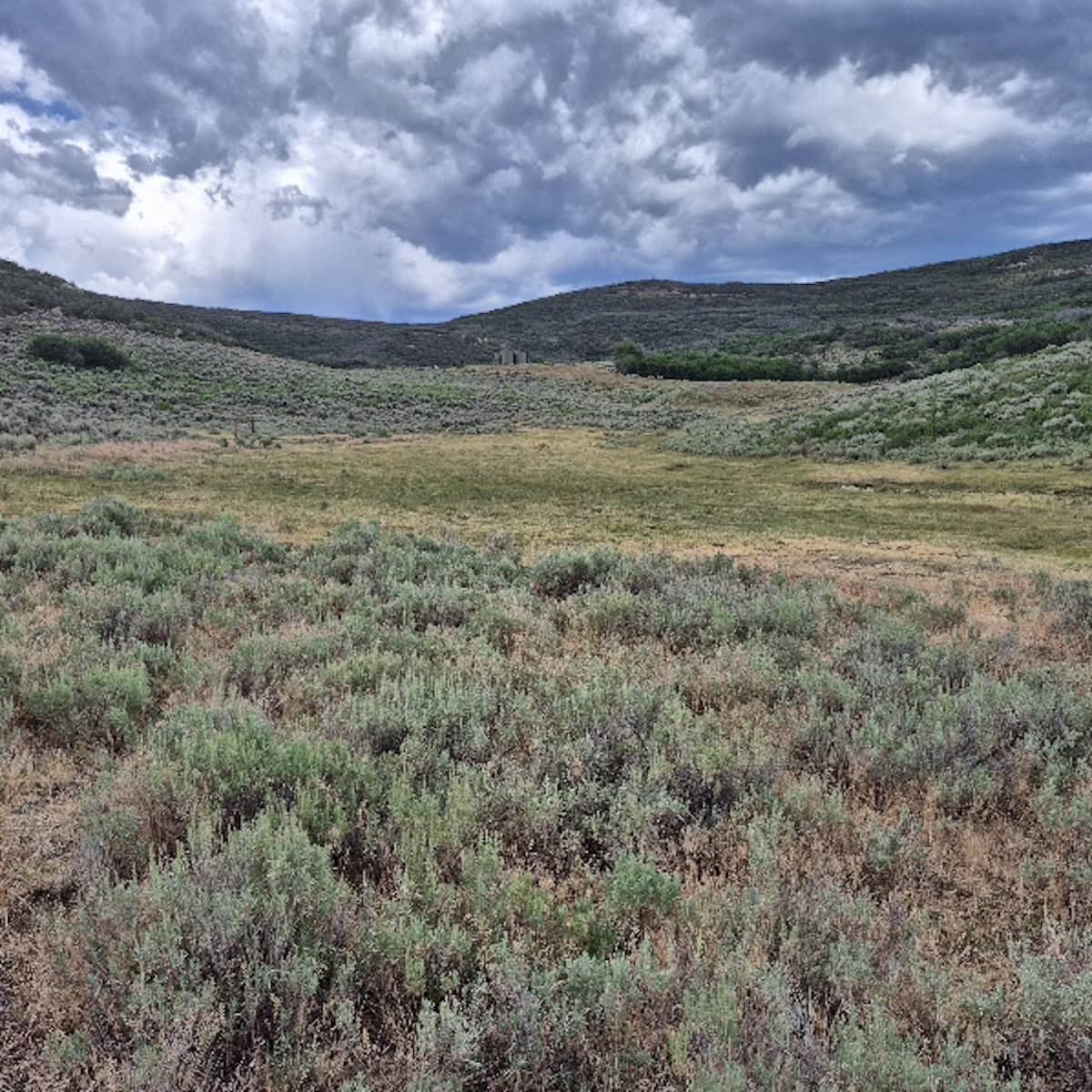 35 Acres Borders Public Land near Collbran, CO