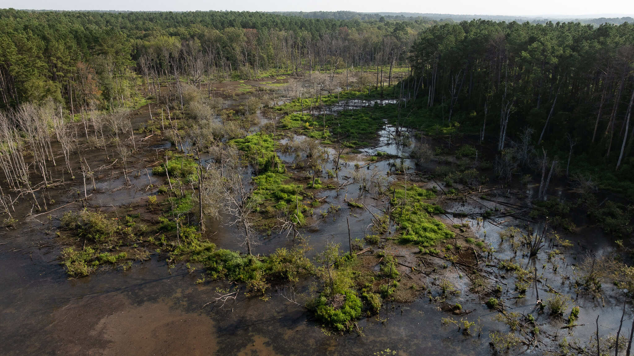 East TX Hunting Land for Sale | 327 Acres | River & Duck Slough | Laneville TX