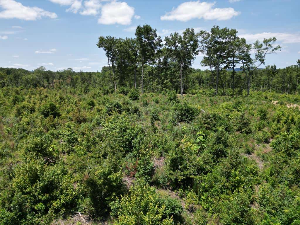 111 Acres of Prime Hunting & Recreation in Louisa County