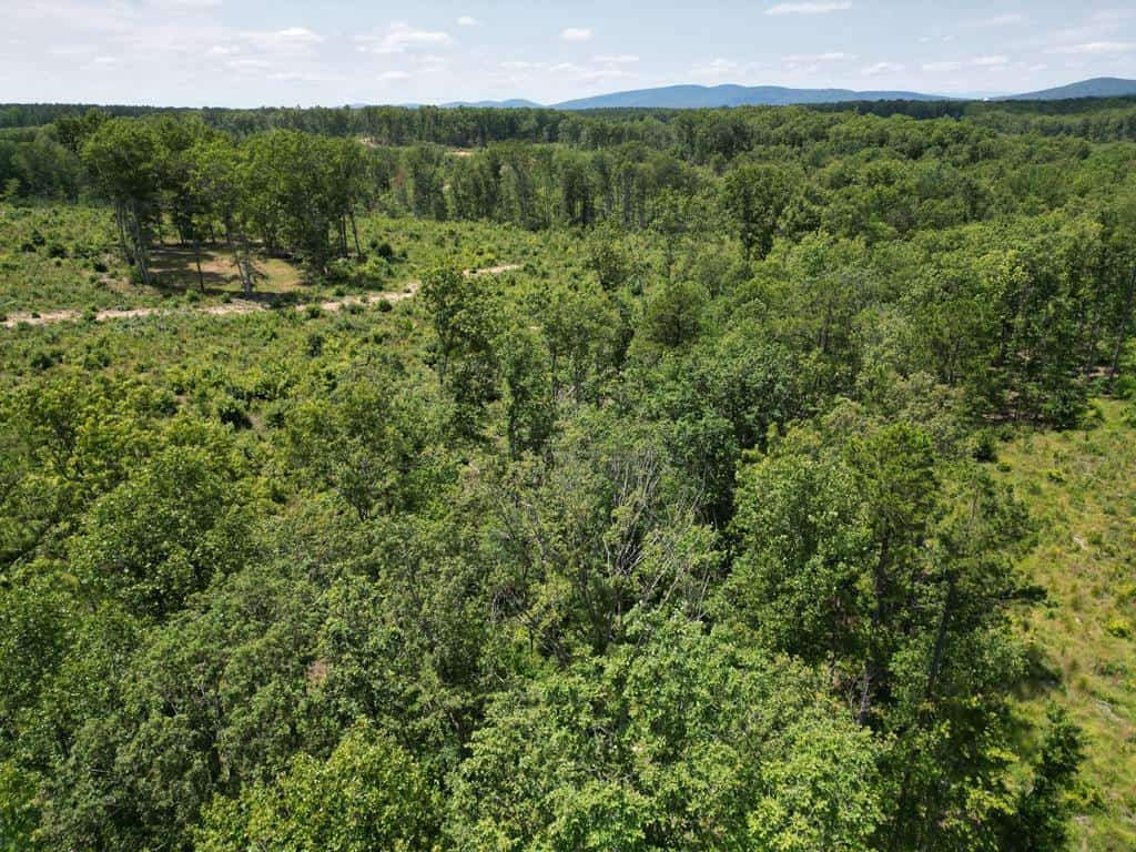 111 Acres of Prime Hunting & Recreation in Louisa County