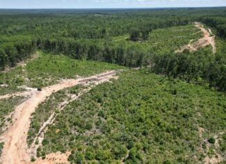 111 Acres of Prime Hunting & Recreation in Louisa County