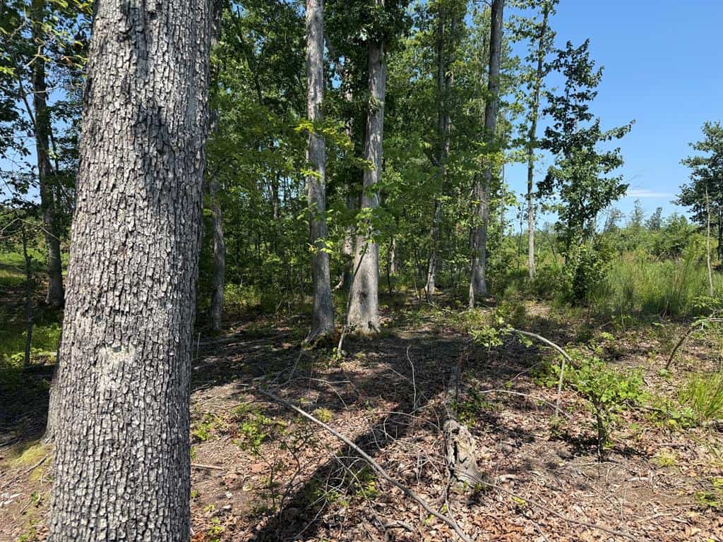 111 Acres of Prime Hunting & Recreation in Louisa County