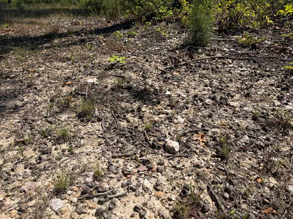 111 Acres of Prime Hunting & Recreation in Louisa County
